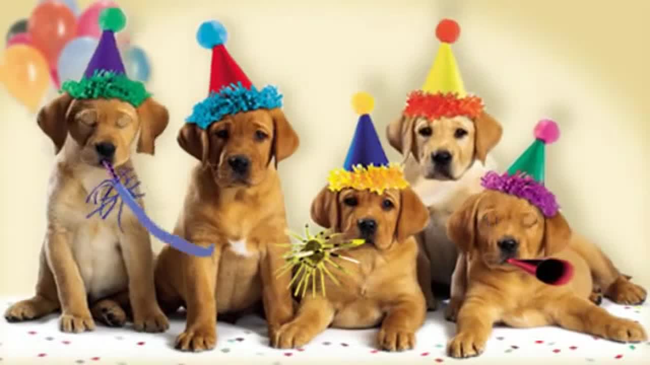 American Greetings - It's a dog gone good birthday
