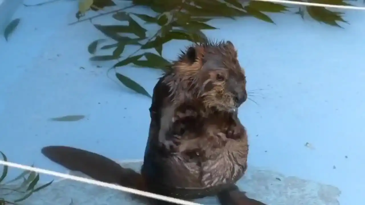 Baby beaver cleaning its chubby tummy