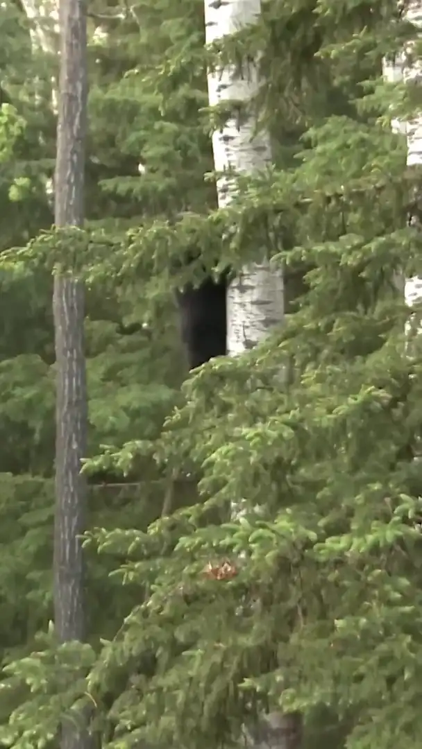 Bear falling from tree