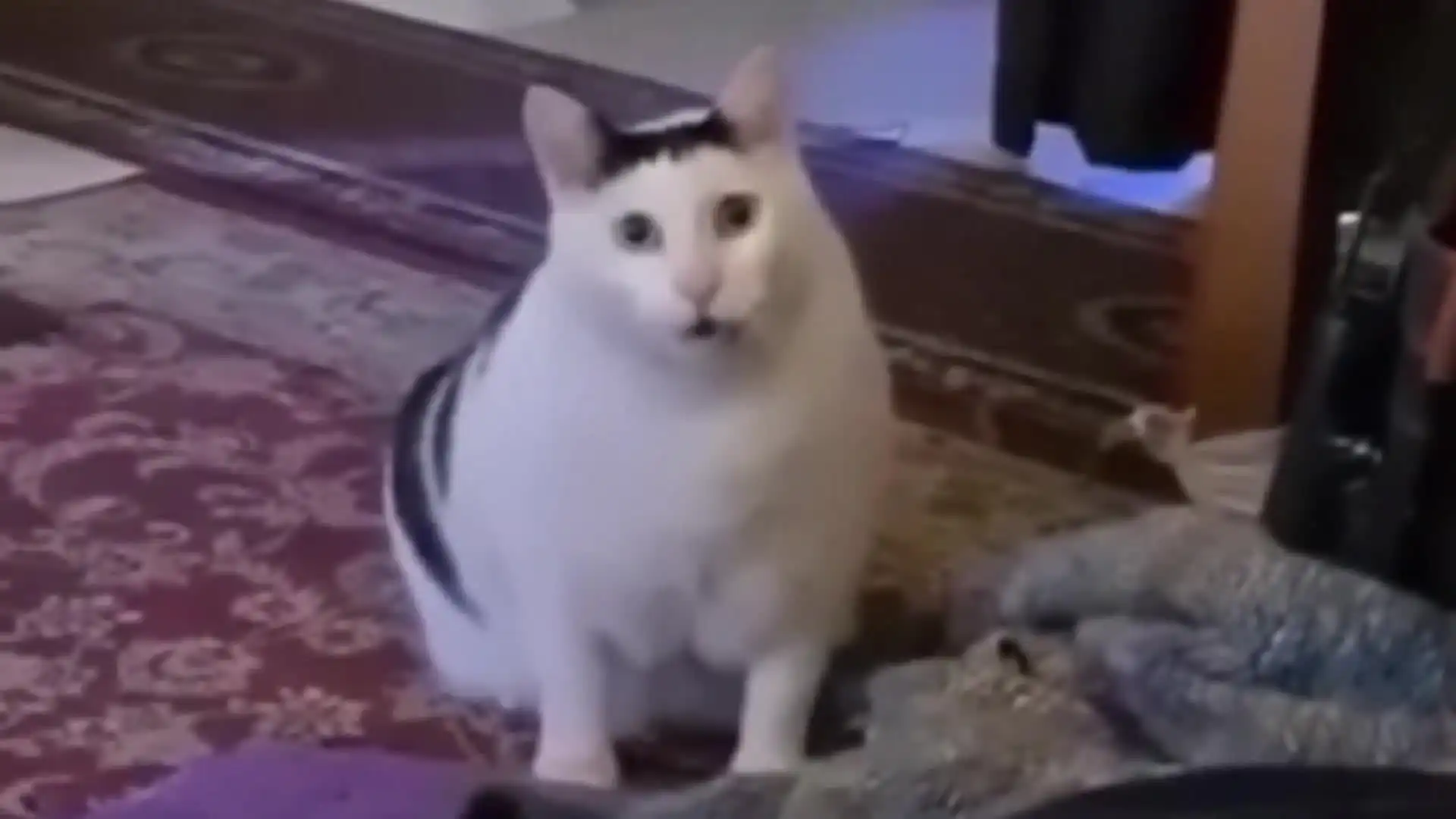Cat Huh