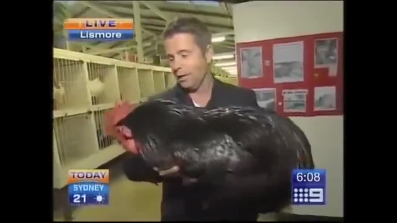 Channel 9 News - Lismore - Man Screaming Holding Rooster
