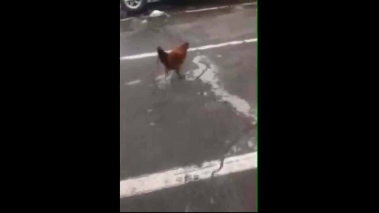 Chicken Meme - Marching Chicken