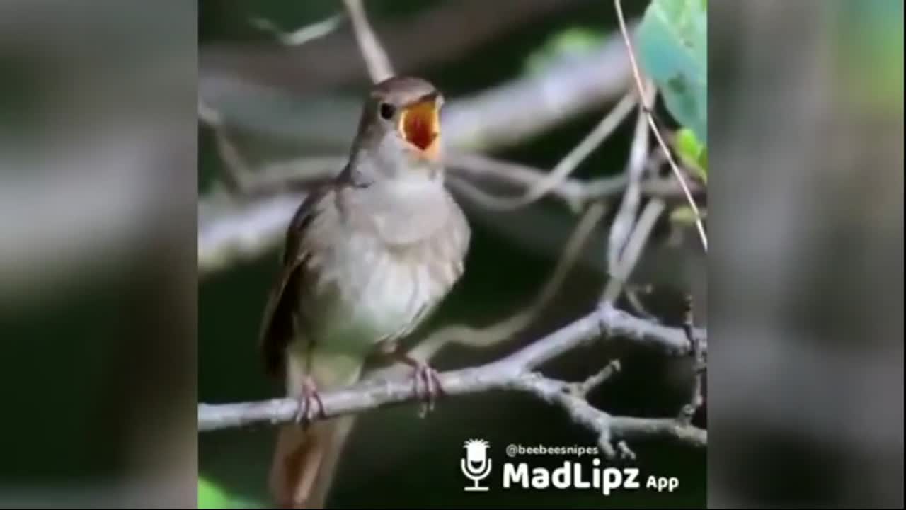 Cute Animals - Silly Bird