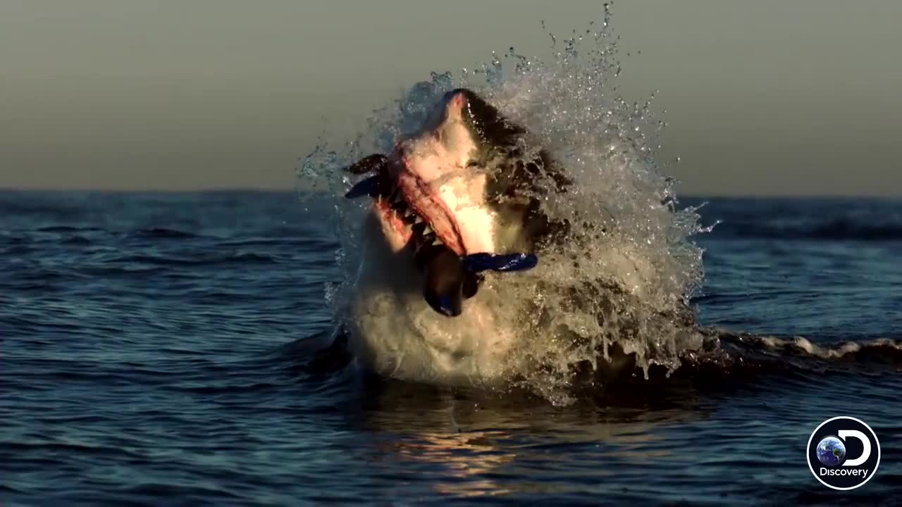 Discovery - Great White Shark