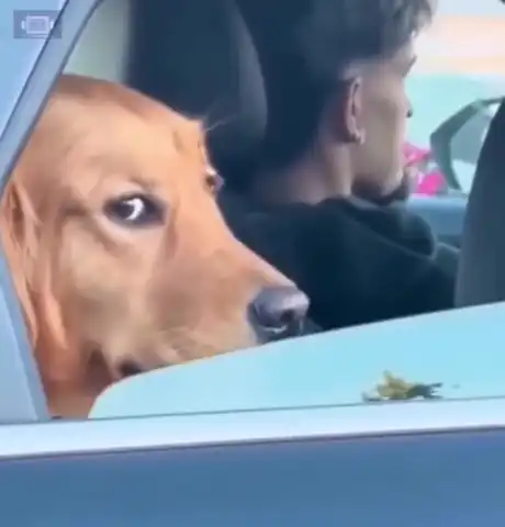 Dog rolling up car window
