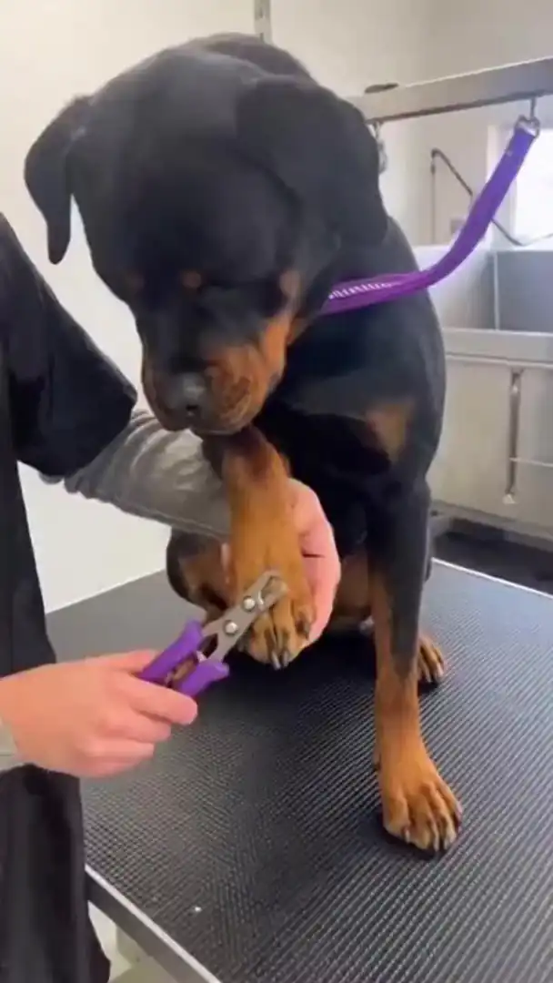 Dramatic dog nail trimming