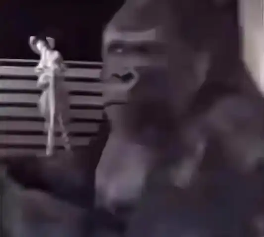 Eavesdropping Gorilla