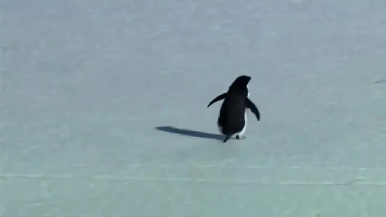 Encounters at the End of the World - Nihilist penguin