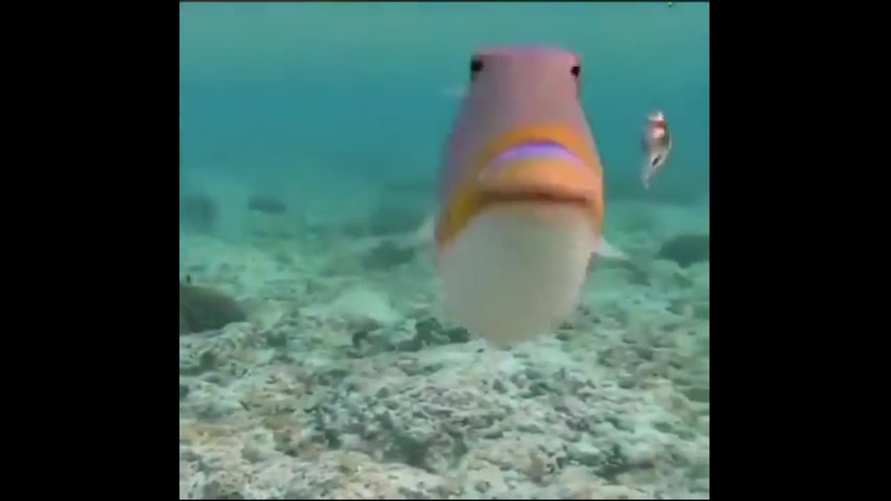 Fish Kiss
