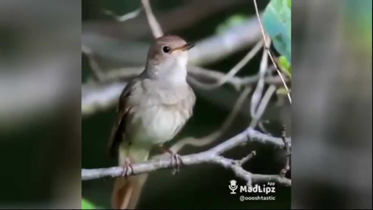 Funny Animals - Beatboxing bird