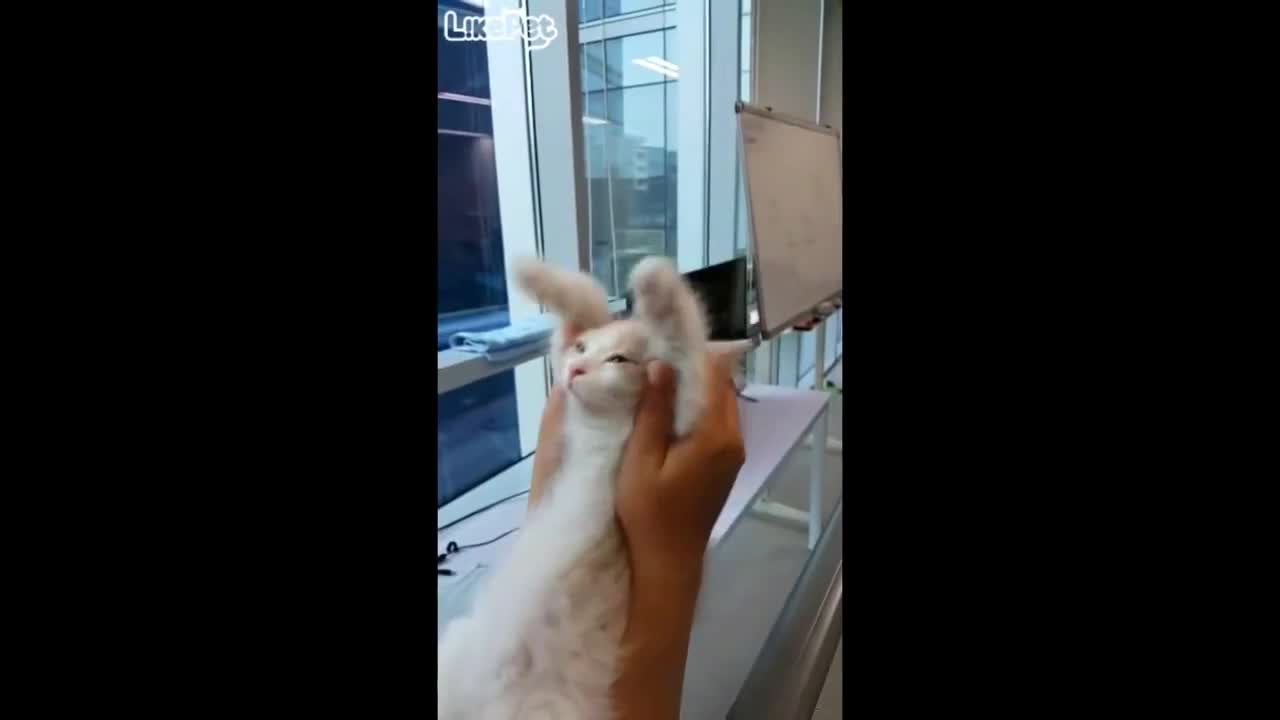 Gifs sound - Party Cat