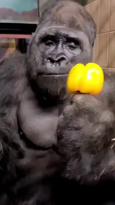 Gorilla caught off guard