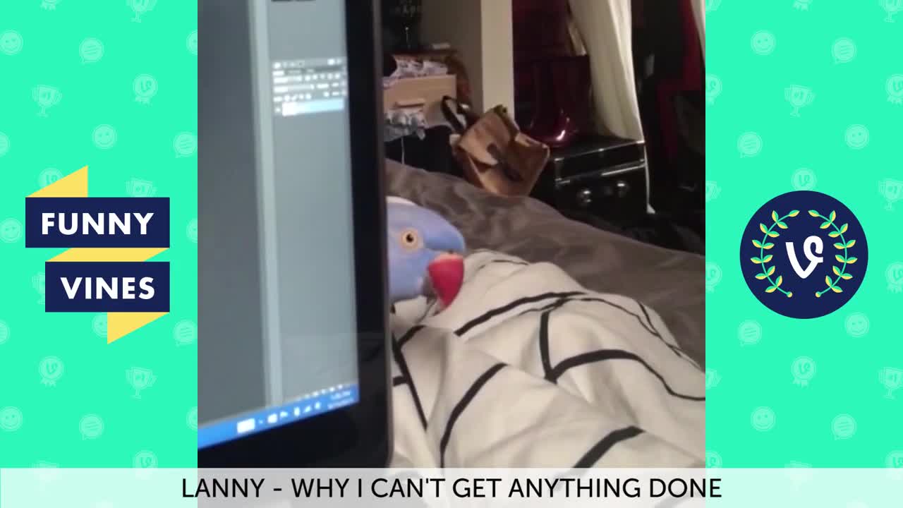 Lanny Vine Peekaboo