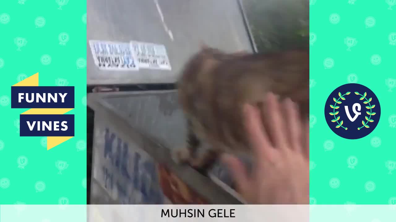 Mushin Gele Vine Startled