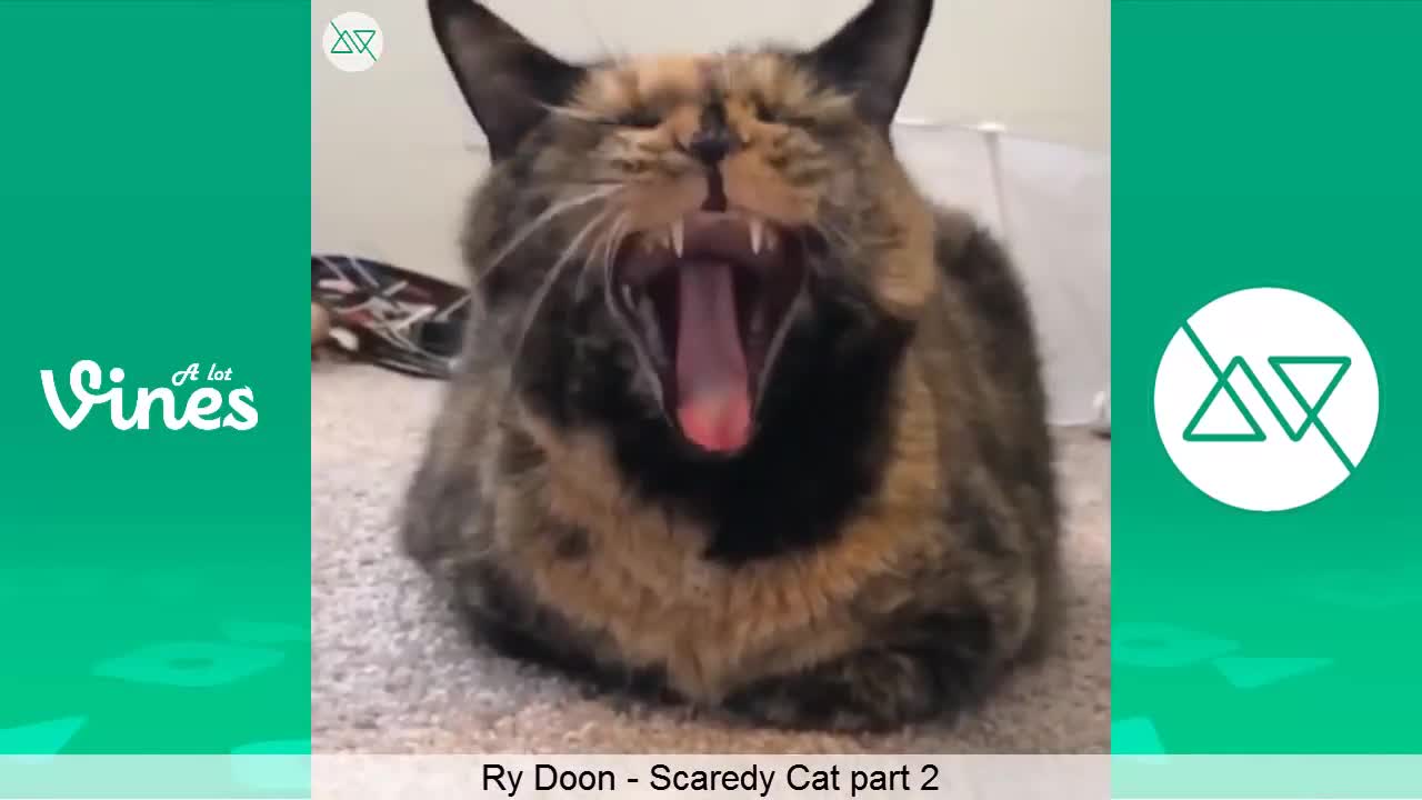 Ry Doon Vine - Scaredy Cat