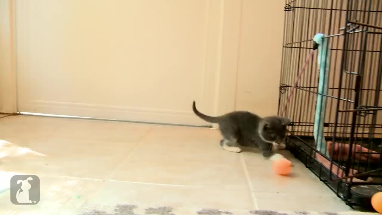 The Pet Collective Kitten Chasing a Ping Pong Ball