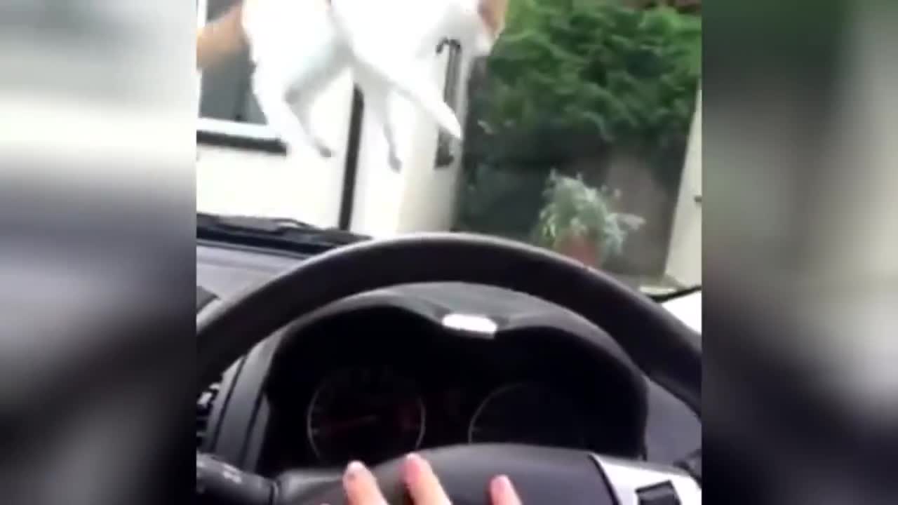 Vine Scaredy Cat